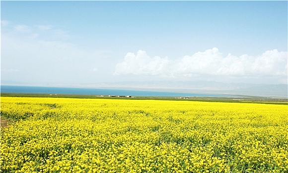 油菜籽,地点