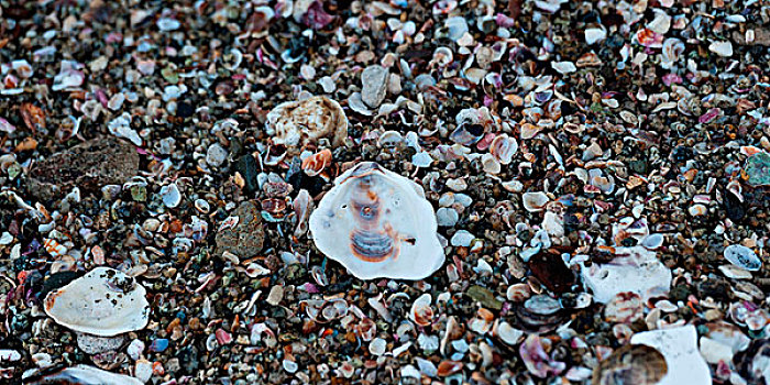壳,海滩,墨西哥