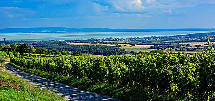 区域,风景,湖,匈牙利