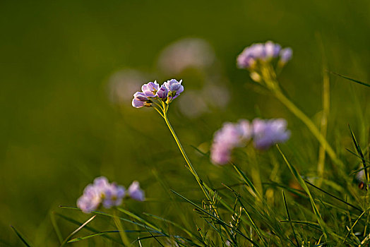 紫色,白头翁,草地