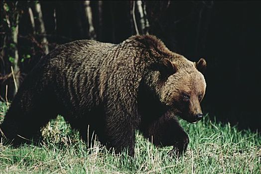 大灰熊,棕熊,高草,阿萨巴斯卡河,碧玉国家公园,加拿大
