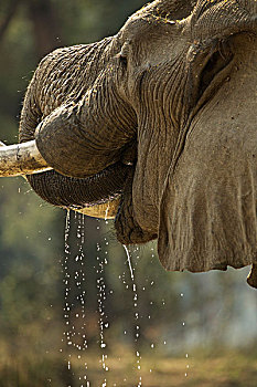 公象,非洲象,特写,国家公园,津巴布韦