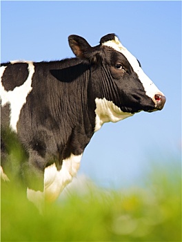 一个,黑白花牛,母牛
