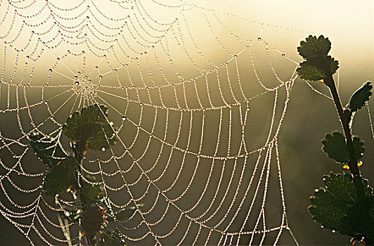 蜘蛛网,晚上,亮光