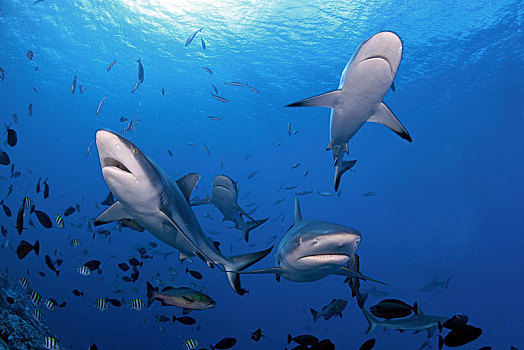 灰色,礁石,鲨鱼,黑尾真鲨,围绕,小,珊瑚鱼,雅浦岛,密克罗尼西亚,大洋洲