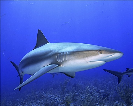 加勒比礁鲨,长鳍真鲨