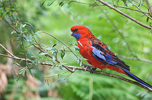 深红色背景素材－深红色背景图片素材－深红色背景素材大全－中国图片库