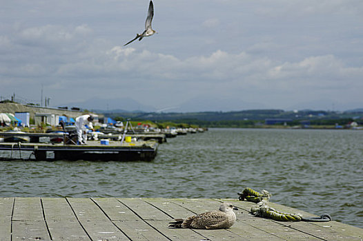 码头,湾流