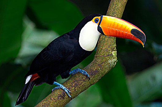 成年,托哥巨嘴鸟,潘塔纳尔湿地,西南部,巴西,南美
