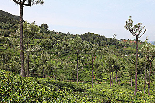 风景,茶园