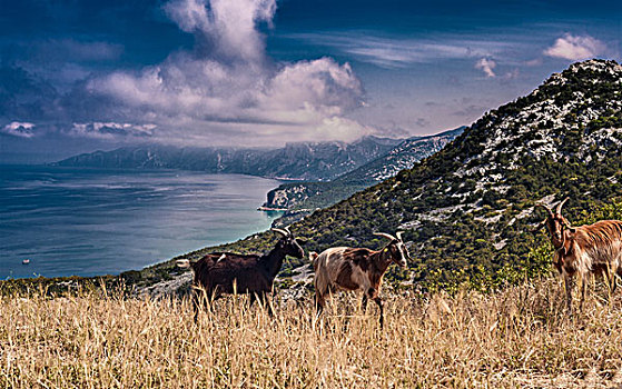 山羊,海洋,背景,萨丁尼亚,意大利