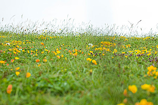 草地,野花