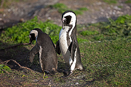 黑脚企鹅,非洲企鹅,一对,湾,南非