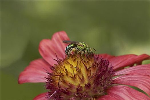 绿色,蜜蜂,花