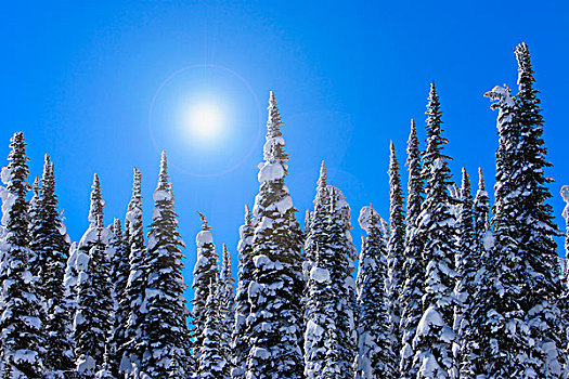高,常青树,雪,晴空