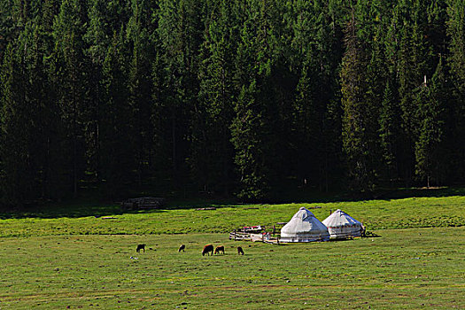 草原上蒙古包