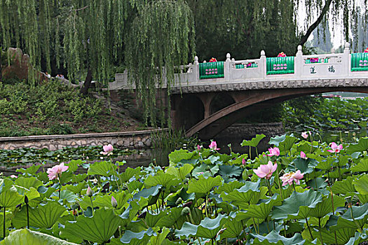 2015年8月1日北京海淀区紫竹院公园