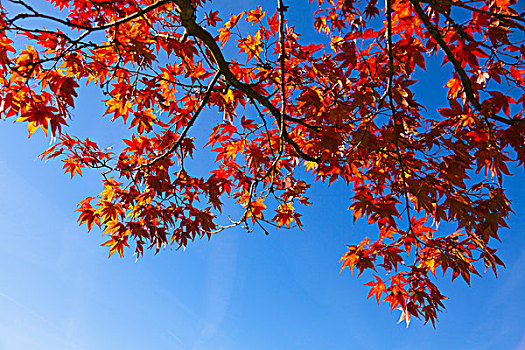 红色,枫树,秋天,巴伐利亚,德国