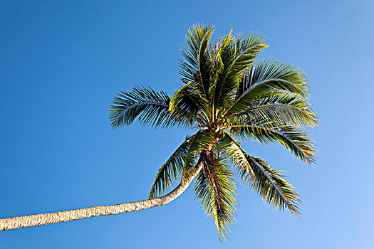棕榈树,仰视,苏梅岛,泰国,亚洲