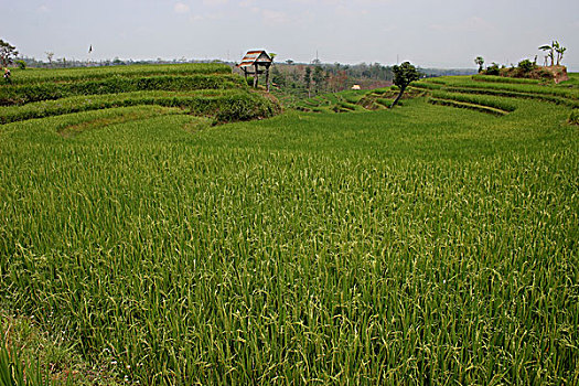 稻田,巴厘岛