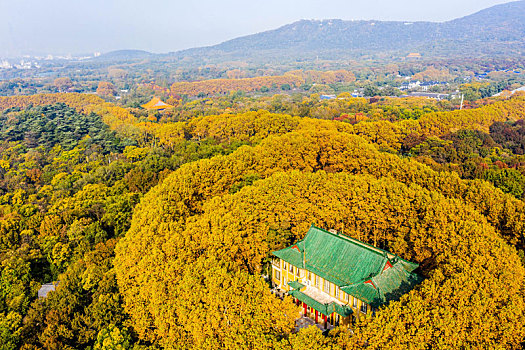 航拍南京钟山风景名胜区美龄宫法国梧桐树茂密