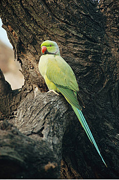 长尾鹦鹉,卡欧迪欧国家公园,印度