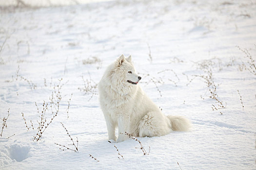 白色,狗,玩,雪