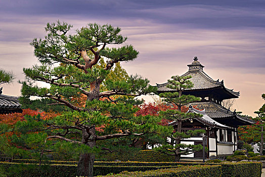 花园,漂亮,松树,正面,寺庙大钟,塔,秋天风景,东山区,京都,日本,亚洲