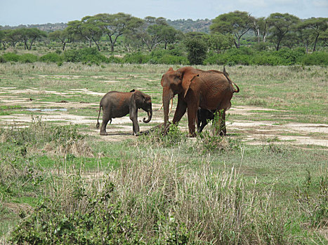 野生,大象,象科,非洲,博茨瓦纳,大草原
