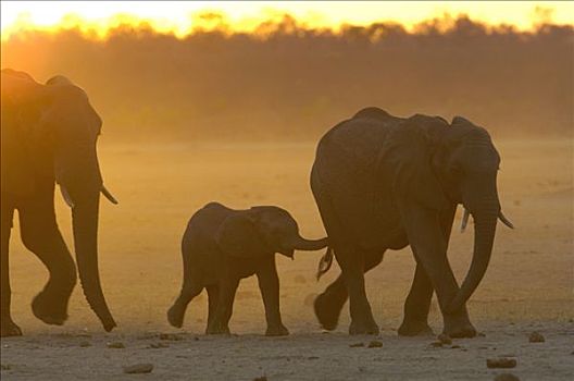 非洲象,剪影,日落,脆弱,非洲