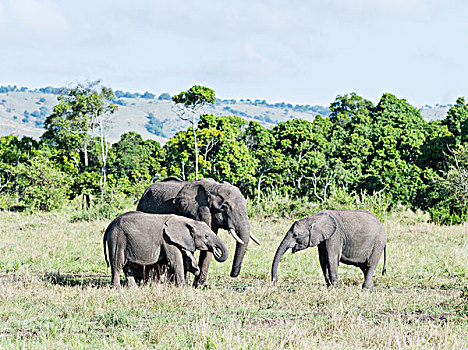 非洲,灌木,大象,非洲象,家族,喝,水坑,马赛马拉,肯尼亚,大幅,尺寸