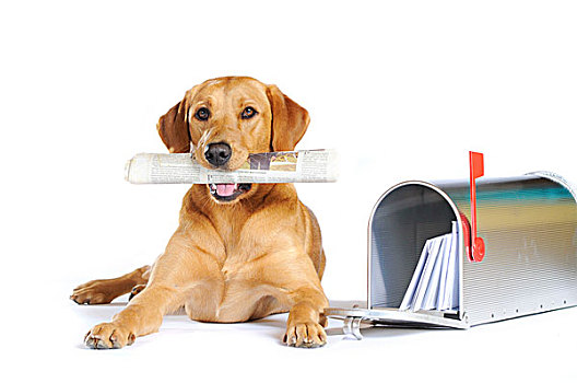 黄色拉布拉多犬,母狗,卧,靠近,邮箱,报纸,嘴