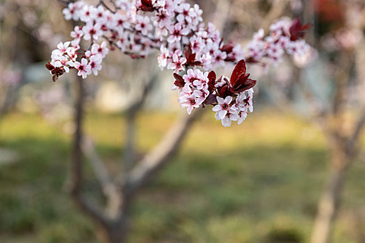 鲜花盛开,季节