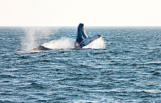 驼背鲸,鲸跃,大翅鲸属,鲸鱼,大马南岛,芬地湾,新布兰斯维克,加拿大