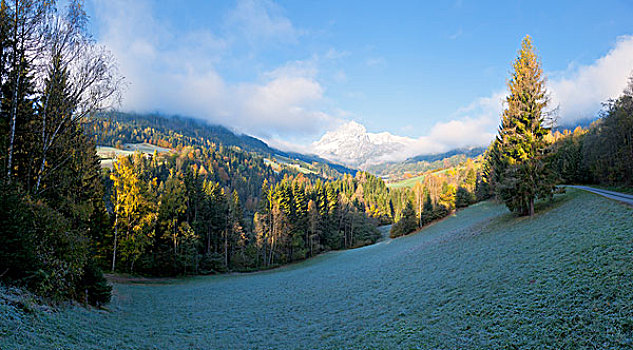 树林,贝希特斯加登阿尔卑斯山
