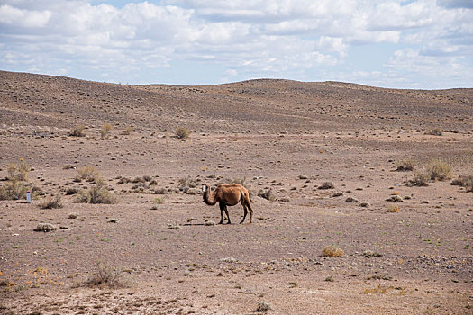 新疆g216线国道旁准噶尔盆地边沿戈壁滩骆驼群
