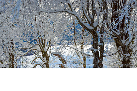 积雪,山毛榉树,冬天,黑森林,布赖施高,巴登符腾堡,德国