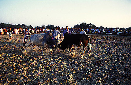 斗牛,一个,流行,传统,游戏,乡村,区域,孟加拉