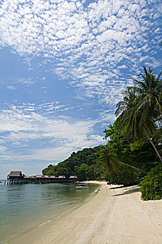 海滩,棕榈树,帕劳,西海岸,马来西亚