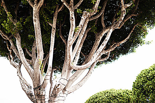 树,加利福尼亚