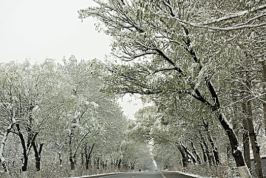 春天雪后的道路,雪景