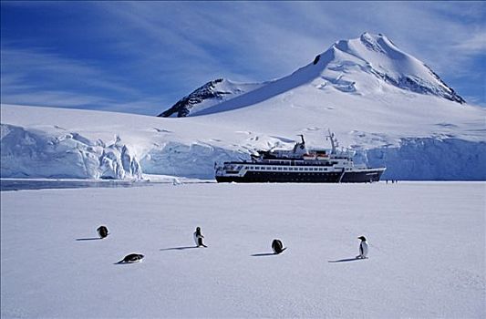 南极,南极半岛,港口,巴布亚企鹅,游船,快船,冒险者