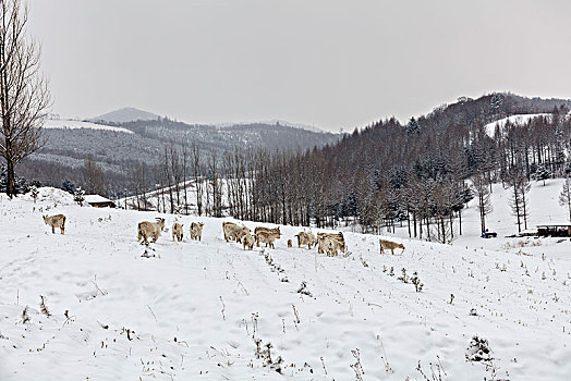 雪中羊群