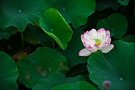 夏日白洋淀荷花