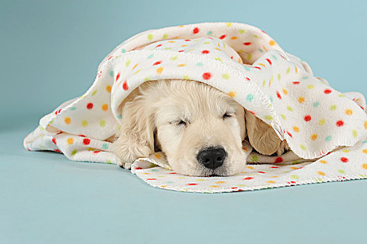金毛猎犬,小狗,卧,睡觉,毯子