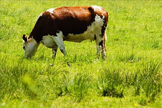 母牛,放牧,地点,卢瓦尔河谷,法国