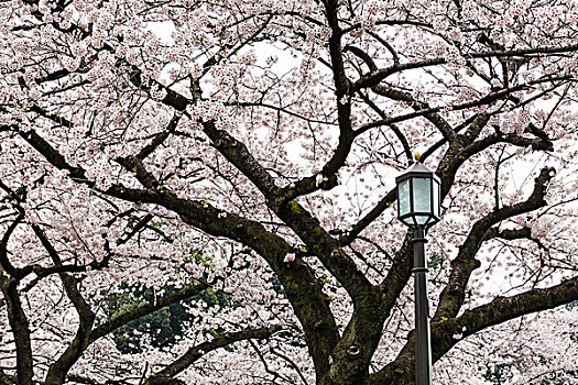 盛开,樱桃树,路灯,公园,靠近,皇宫,东京,日本