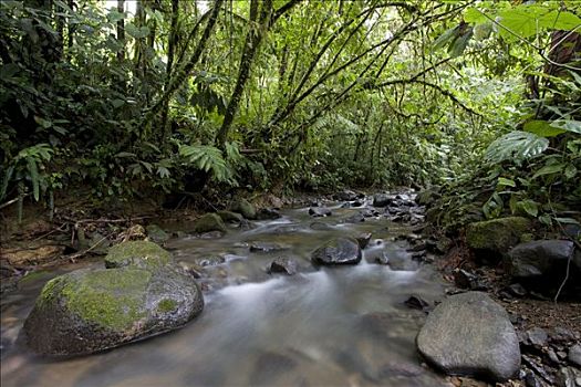 丛林,河,雨林,哥斯达黎加,中美洲