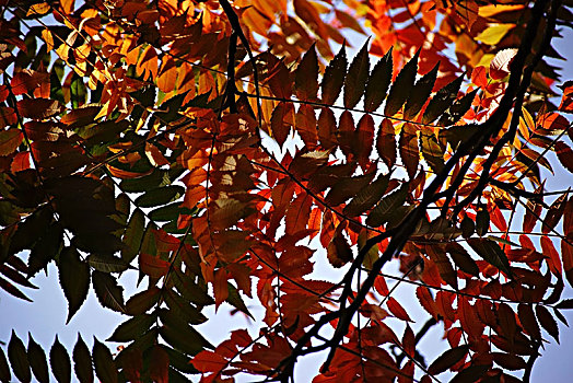 半透明,彩色,叶子,秋天