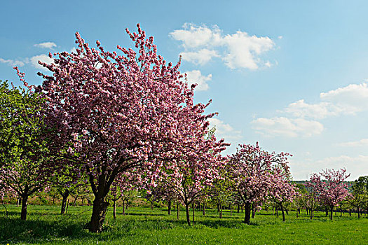 盛开,樱桃树,巴登符腾堡,德国